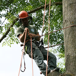 Blue Sky Tree Care