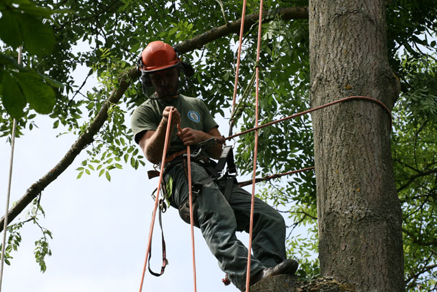 Blue Sky Tree Care